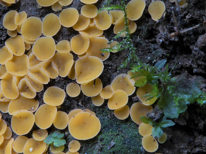Aleuria luteonitens