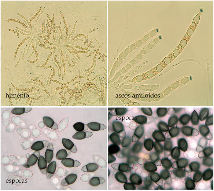 Biscogniauxia anceps