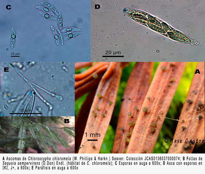 Chloroscypha chloromela