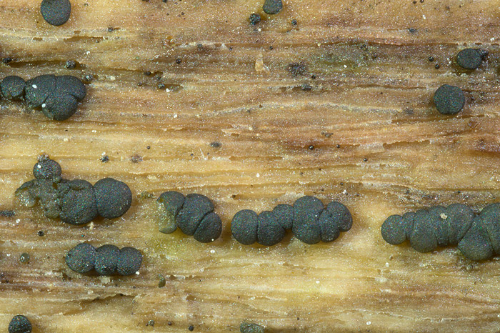 Claussenomyces atrovirens