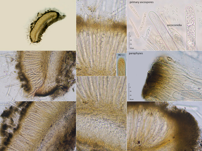 Claussenomyces atrovirens