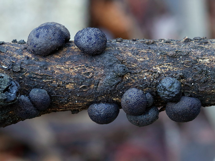 Daldinia caldariorum