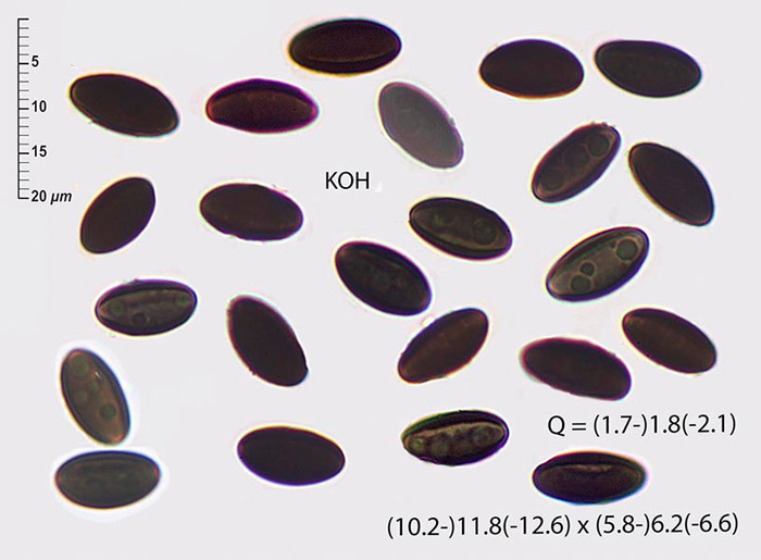 Daldinia caldariorum