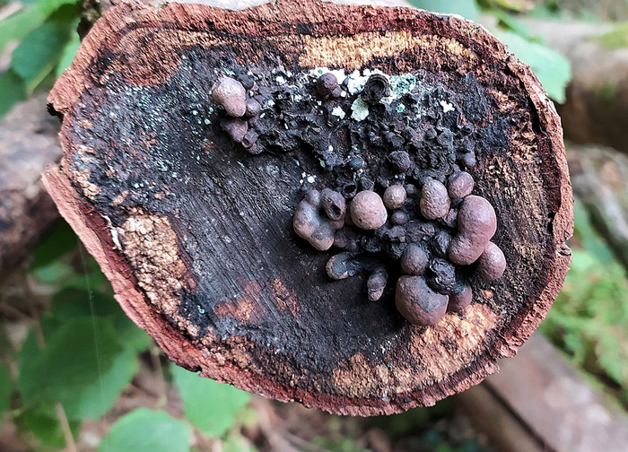 Daldinia decipiens