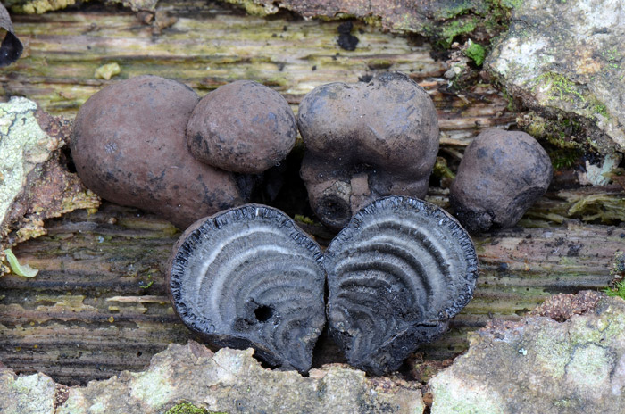 Daldinia decipiens