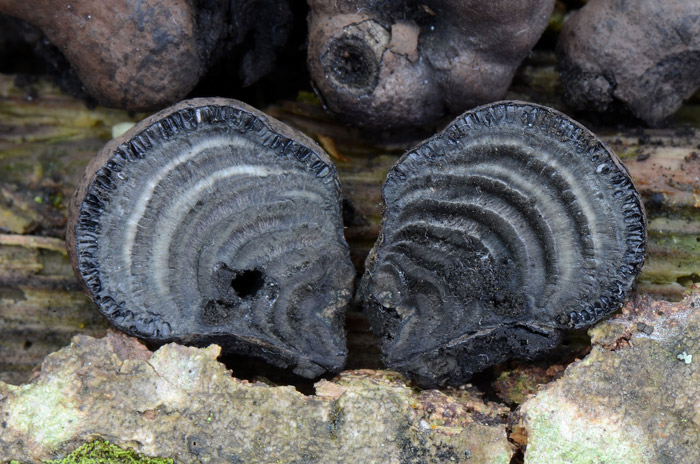 Daldinia decipiens