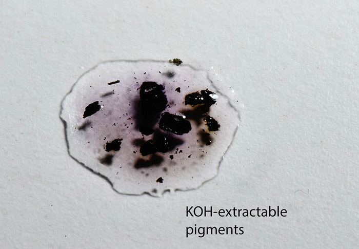 Daldinia decipiens