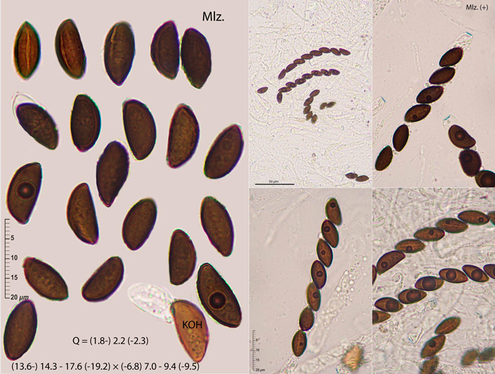 Daldinia decipiens