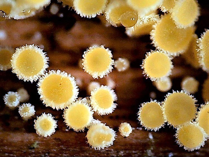 Erioscyphella lunata