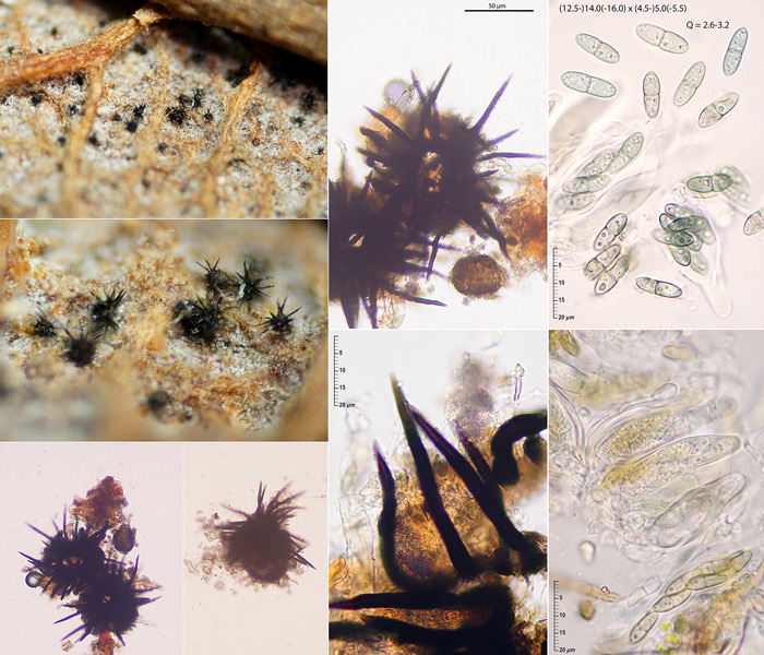 Gibbera gemmarum