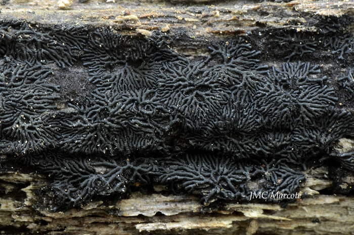 Glonium stellatum
