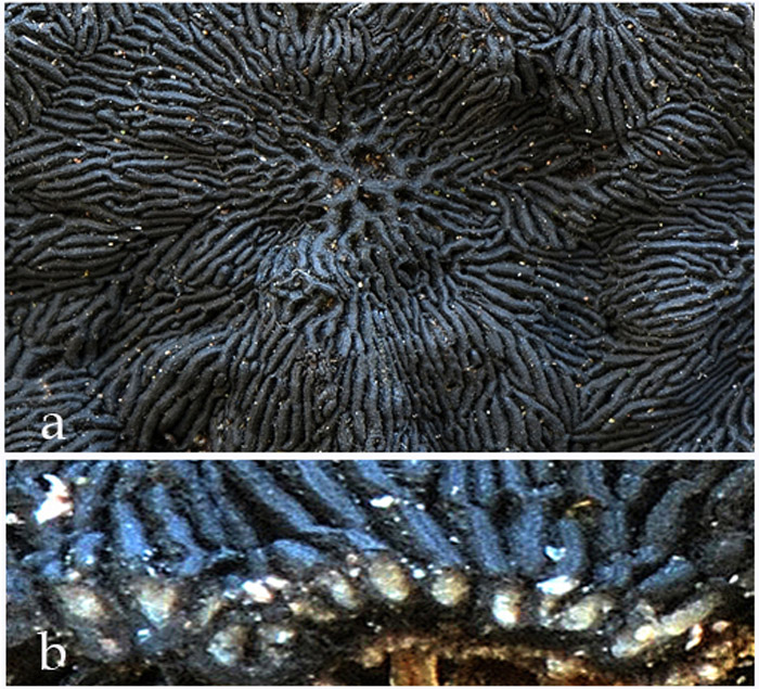 Glonium stellatum