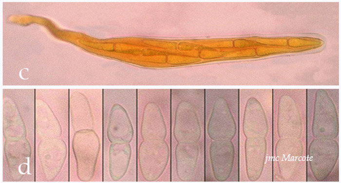 Glonium stellatum