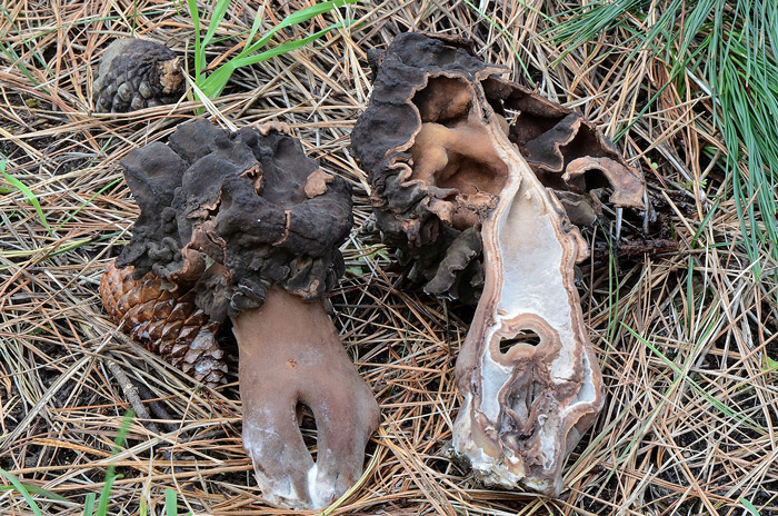 Gyromitra infula