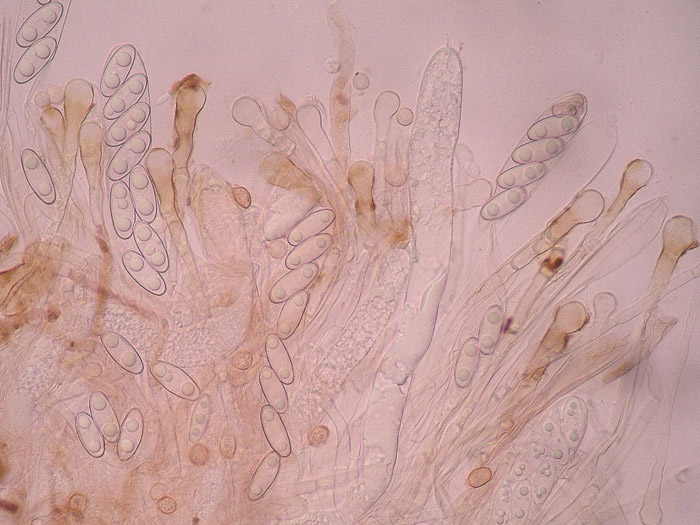 Gyromitra infula himenio