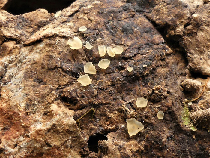 Hyalorbilia inflatula