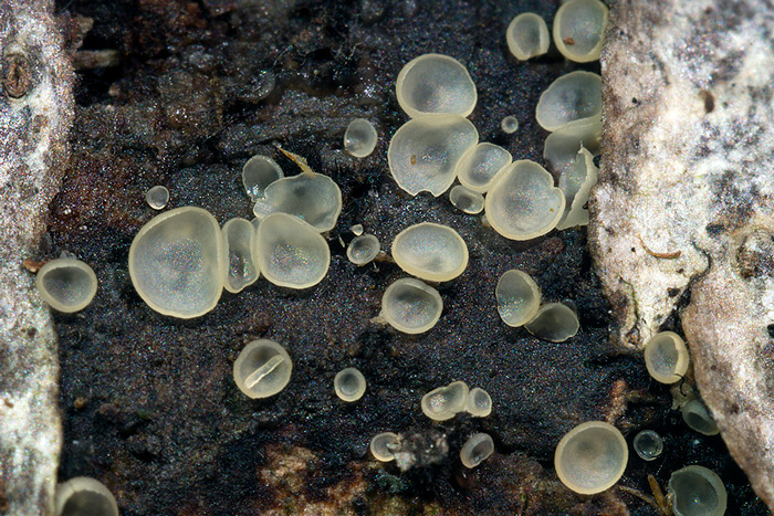 Hyalorbilia inflatula