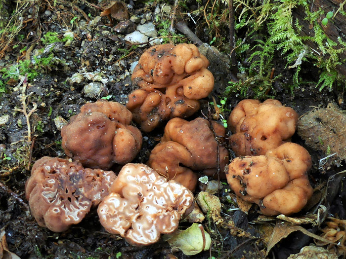Hydnotrya tulasnei