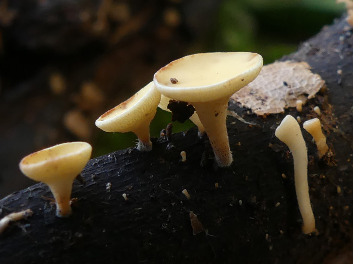 Hymenoscyphus calyculus