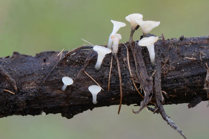 Hymenoscyphus vernus