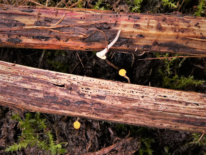 Hymenoscyphus vernus