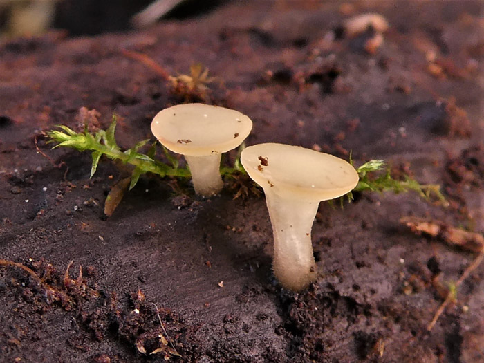 Hymenoscyphus vernus