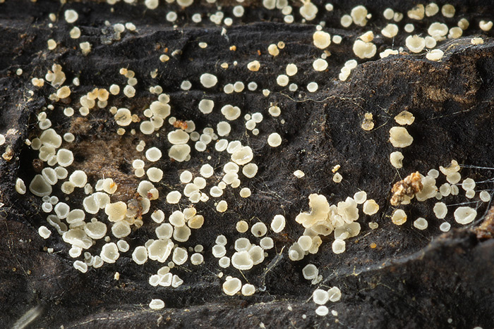 Hyphodiscus otanii