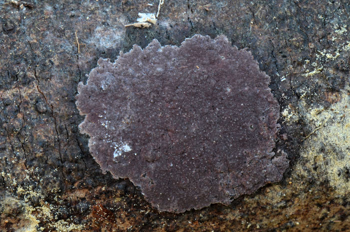 Hypoxylon carneum