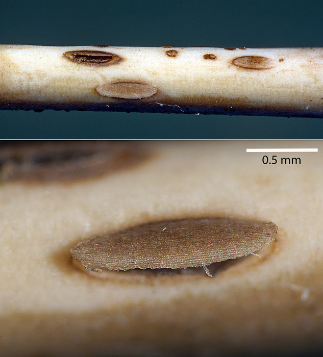Hysterostegiella valvata