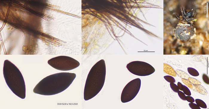 Immersiella hirta