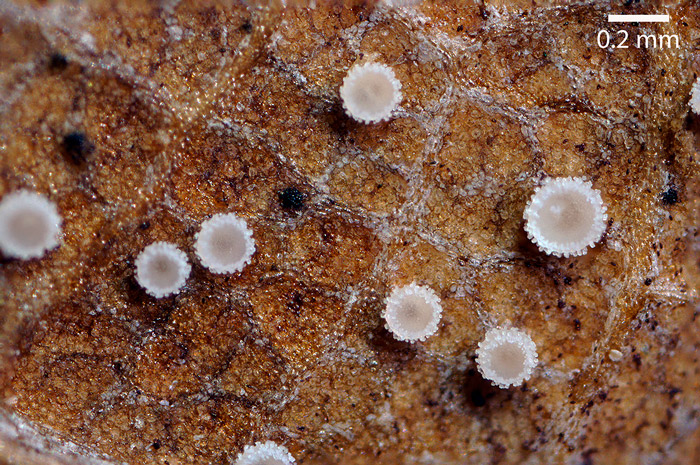 Incrucipulum capitatum