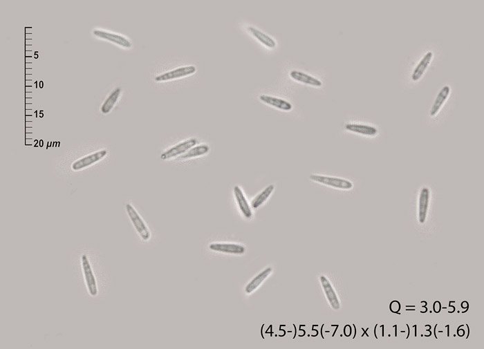 Incrucipulum capitatum