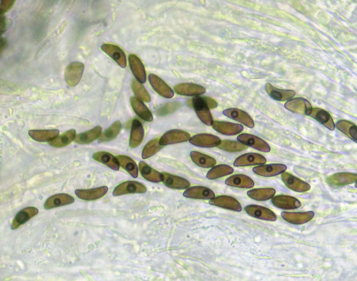 Jackrogersella cohaerens