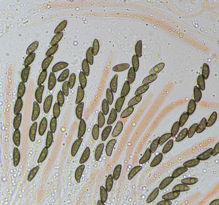 Jackrogersella cohaerens