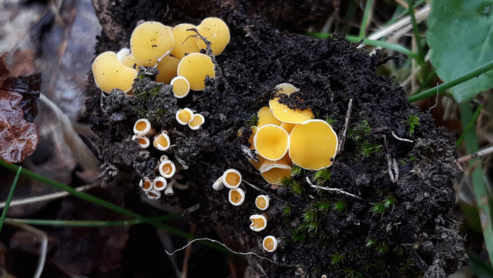 Lachnum pygmaeum