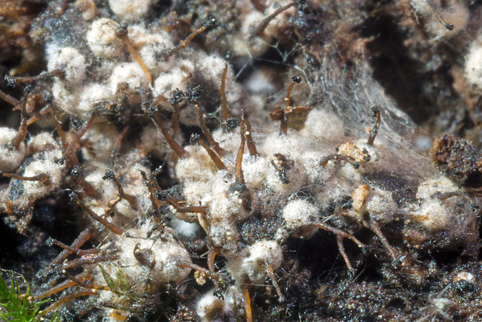 Melanospora caprina