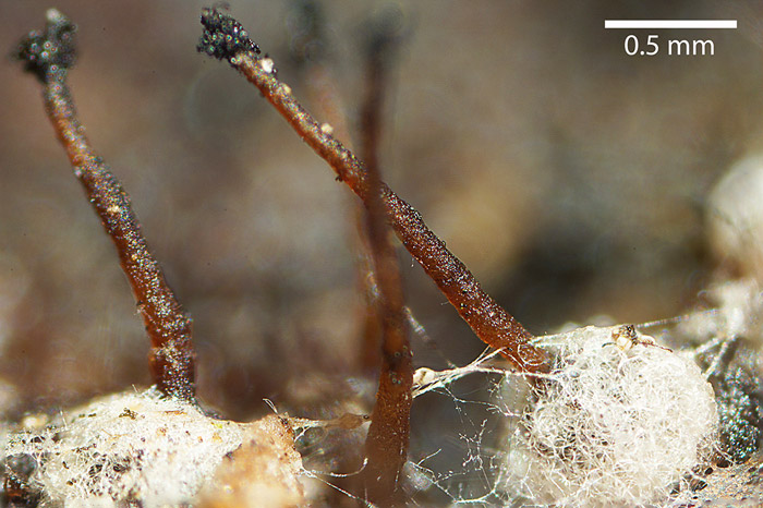 Melanospora caprina