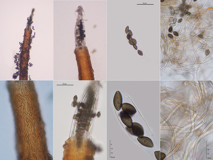 Melanospora caprina