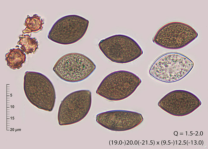 Melanospora caprina