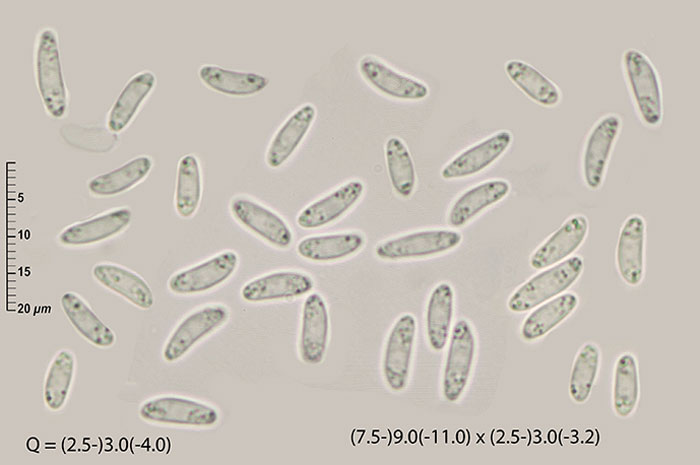 Mollisia benesuada