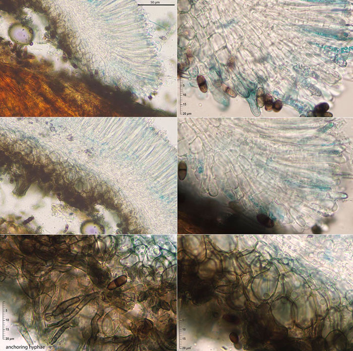 Mollisia benesuada