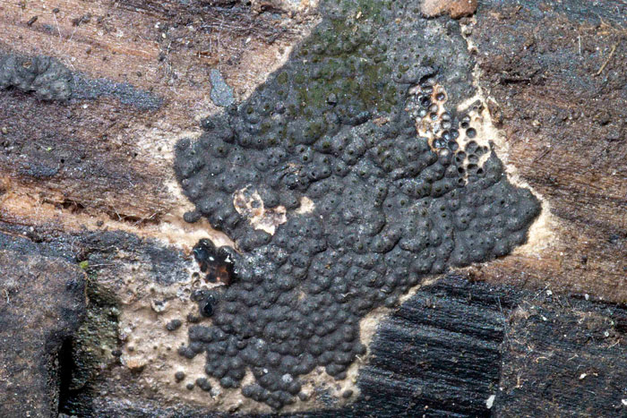 Nemania aenea var. macrospora