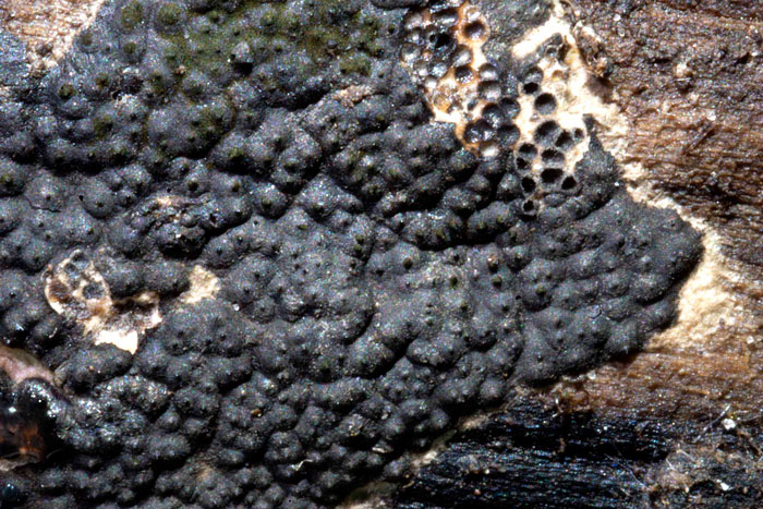 Nemania aenea var. macrospora