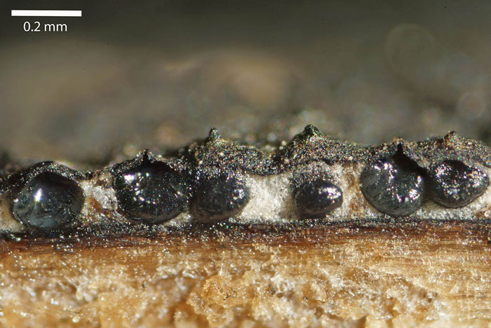 Nemania aenea var. macrospora