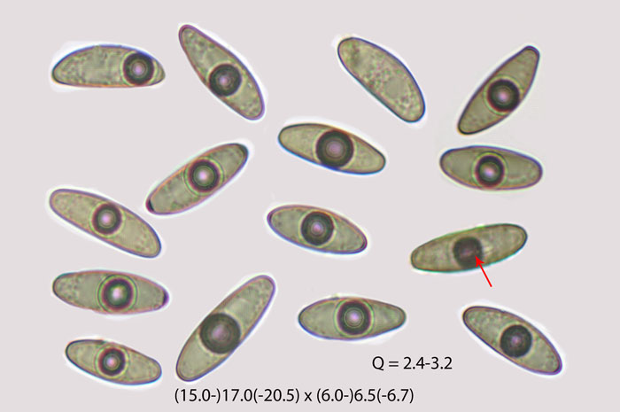 Nemania aenea var. macrospora