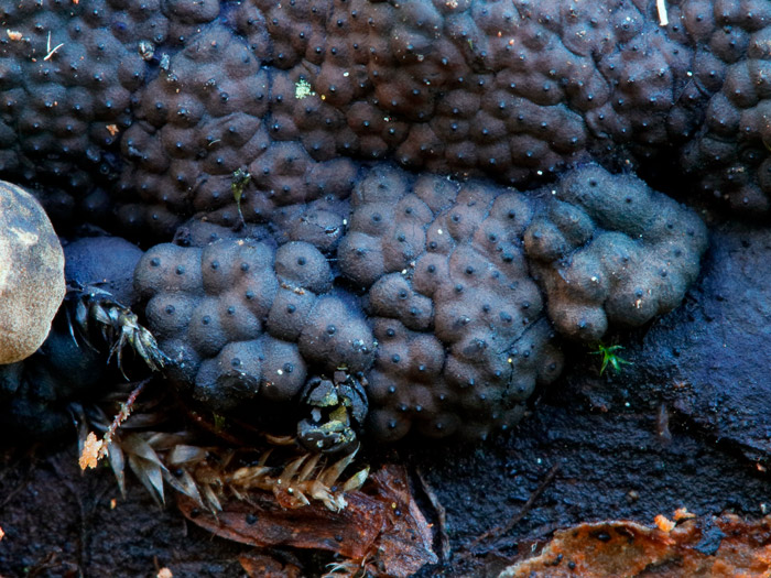 Nemania atropurpurea