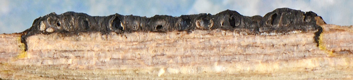Nemania aureolutea