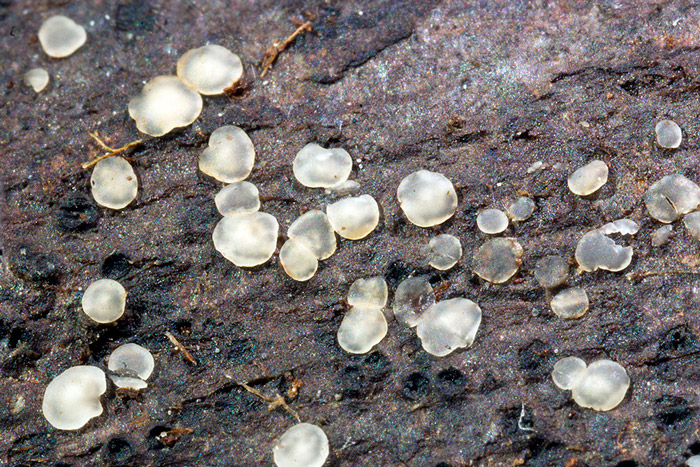 Orbilia auricolor