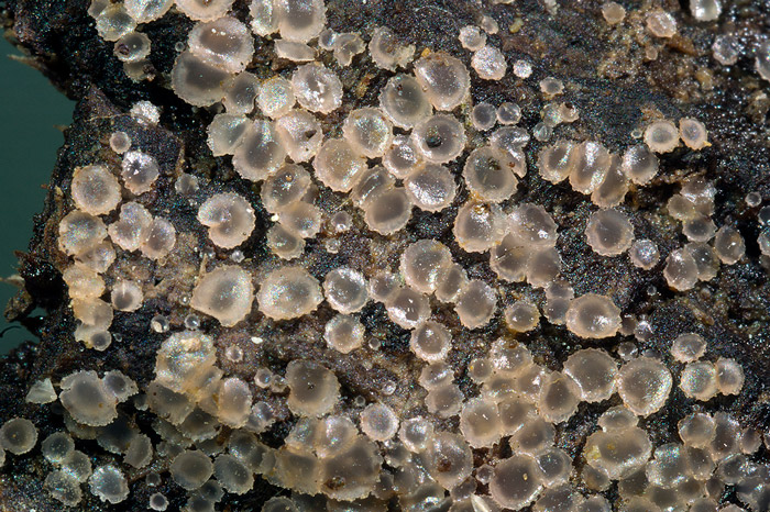 Orbilia crematomarginata