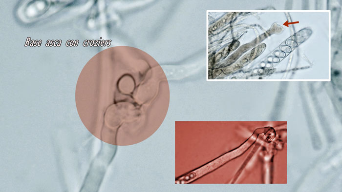 Otidea concinna